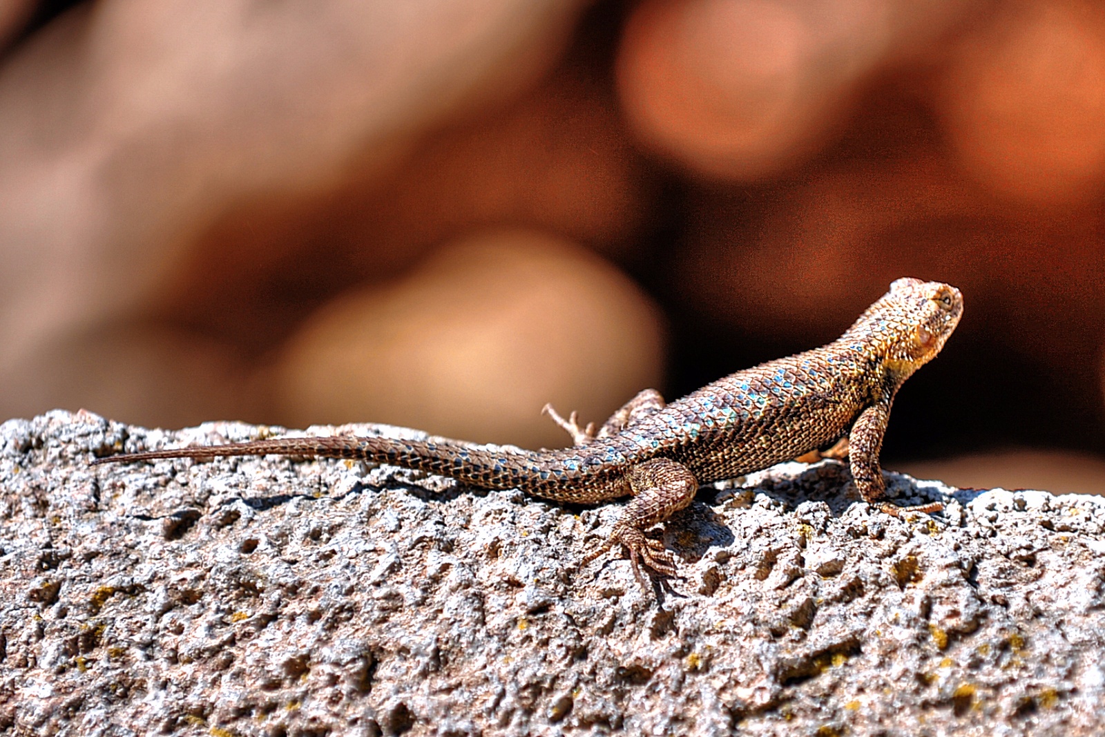 Side Blotched Lizard 20
